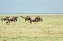 Ndutu Gnu vandring05